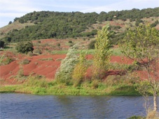 Arbres et flore du Lac du Salagou