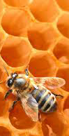 Miel du Salagou - abeilles - apiculture